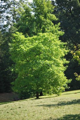Catalpa bignonioides - katalpa trubačovitá - letní habitus (75)